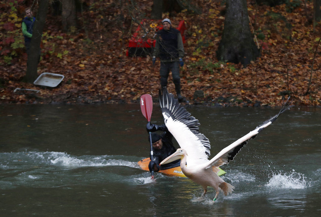 Czech Republic pelican